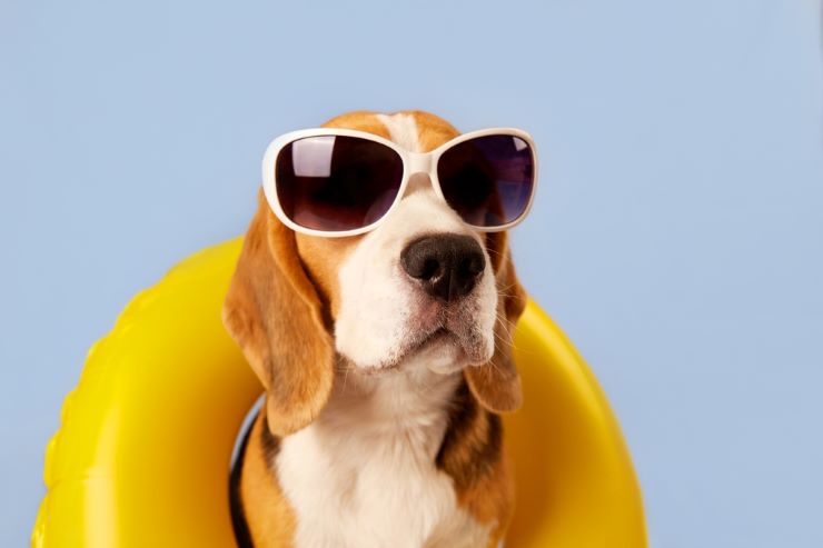 spiaggia pe cani Torre Mozza