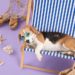 Vacanze con il cane nel Salento spiagge pet-friendly